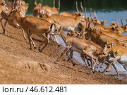 Стадо сайгаков. Стоковое фото, фотограф Эрик Романенко / ТАСС / Фотобанк Лори