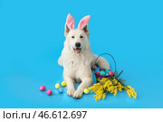 Смешная белая собака в кроличьих ушках с пасхальными яйцами и цветами мимозы на голубом фоне. Стоковое фото, фотограф Pixel_shot / Фотобанк Лори