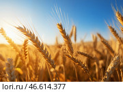 Золотое пшеничное поле с созревшими колосьями, колышущимися под ярким голубым небом. Стоковое AI-изображение, AI-художник Anna Leeva / Фотобанк Лори