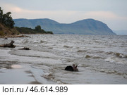 Красноярский край. Побережье Красноярского водохранилища (2020 год). Стоковое фото, фотограф Андрей Самсонов / ТАСС / Фотобанк Лори