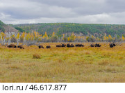 Стадо бизонов на пастбище. Стоковое фото, фотограф Евгений Софронеев / ТАСС / Фотобанк Лори