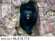 Черный гималайский медведь. Стоковое фото, фотограф Сергей Савостьянов / ТАСС / Фотобанк Лори