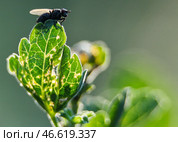 Муха на растении. Стоковое фото, фотограф Владимир Смирнов / ТАСС / Фотобанк Лори