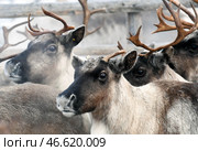 Стадо оленей в корале. Стоковое фото, фотограф Лев Федосеев / ТАСС / Фотобанк Лори