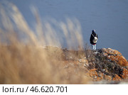 Кемеровская область. Турист на Яшкинских скалах. Стоковое фото, фотограф Максим Киселев / ТАСС / Фотобанк Лори