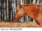 Южный Урал, коричневая лошадь на лесном пастбище осенью. Southern Urals, a brown horse on a forest pasture in autumn. Стоковое фото, фотограф Евгений Романов / Фотобанк Лори
