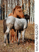 Южный Урал, лошадь играет с жеребёнком на осеннем лугу. Southern Urals, a horse playing with a foal in an autumn meadow. Стоковое фото, фотограф Евгений Романов / Фотобанк Лори