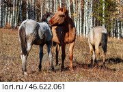 Южный Урал, лошадь играет с жеребёнком на осеннем лугу. Southern Urals, a horse playing with a foal in an autumn meadow. Стоковое фото, фотограф Евгений Романов / Фотобанк Лори