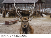 Олень в загоне. Стоковое фото, фотограф Николай Михальченко / ТАСС / Фотобанк Лори