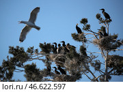 Бакланы на дереве и чайка в небе. Стоковое фото, фотограф Наталия Федосенко / ТАСС / Фотобанк Лори