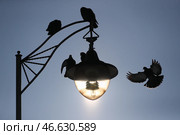 Голуби на фонарном столбе. Стоковое фото, фотограф Владимир Смирнов / ТАСС / Фотобанк Лори