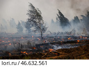Низовой пожар в лесу. Стоковое фото, фотограф Александр Рюмин / ТАСС / Фотобанк Лори