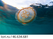 Медуза Аурелия в море. Стоковое фото, фотограф Юрий Смитюк / ТАСС / Фотобанк Лори