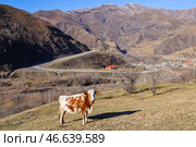 Корова, пасущаяся на горном пастбище. Стоковое фото, фотограф Елена Афонина / ТАСС / Фотобанк Лори