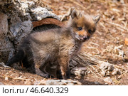 Лисенок. Стоковое фото, фотограф Юрий Смитюк / ТАСС / Фотобанк Лори