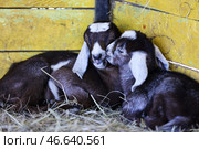 Ягнята англо-нубийской козы. Стоковое фото, фотограф Алексей Коновалов / ТАСС / Фотобанк Лори