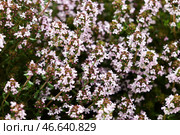 Цветущий чабрец. Стоковое фото, фотограф Андрей Рубцов / ТАСС / Фотобанк Лори