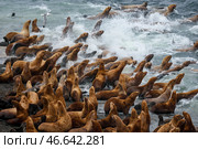 Сивучи на мелководье. Стоковое фото, фотограф Юрий Смитюк / ТАСС / Фотобанк Лори