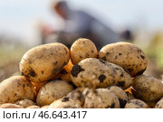 Выкопанный картофель. Стоковое фото, фотограф Сергей Мальгавко / ТАСС / Фотобанк Лори