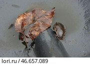 Жук-плавунец в воде. Стоковое фото, фотограф Михаил Батурицкий / ТАСС / Фотобанк Лори