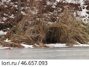 Нора бобра среди травы на берегу реки. Стоковое фото, фотограф Михаил Батурицкий / ТАСС / Фотобанк Лори