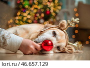 red christmas ball in front of labrador retriever with reindeer antlers lying on floor near decorated and illuminated christmas tree, new year, christmas, funny postcard. Стоковое фото, фотограф Ольга Ильина / Фотобанк Лори