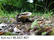 Груздь в лесу. Стоковое фото, фотограф Ксения Левченко / ТАСС / Фотобанк Лори