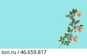 Появляющаяся ветка с розами заставка. Стоковая анимация, аниматор Елена Пешкова / Фотобанк Лори