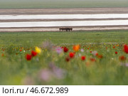 Лошади на пастбище у реки. Стоковое фото, фотограф Иван Губский / ТАСС / Фотобанк Лори