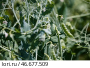 Стручки гороха. С. Стоковое фото, фотограф Елагин/Бизнес Online / ТАСС / Фотобанк Лори