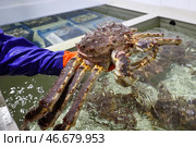 Камчатский краб в руке. Стоковое фото, фотограф Сергей Петров/NEWS.ru / ТАСС / Фотобанк Лори
