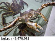 Живые камчатские крабы. Стоковое фото, фотограф Сергей Петров/NEWS.ru / ТАСС / Фотобанк Лори