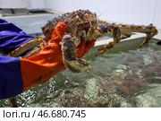 Камчатский краб в руке. Стоковое фото, фотограф Сергей Петров/NEWS.ru / ТАСС / Фотобанк Лори