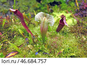 Sarracenia, genus of carnivorous plants, attracts its insect prey with secretions from extrafloral nectaries on lip of pitcher leaves, as well as combination of leaves' color and scent. Стоковое фото, фотограф Валерия Попова / Фотобанк Лори