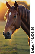 Horse is standing in a field with the sun setting in the background. Стоковое AI-видео, аниматор Sergey Grishin / Фотобанк Лори