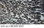 Aerial view of Atlas mountains covered with forest. Стоковое видео, видеограф Михаил Коханчиков / Фотобанк Лори