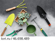 Инструменты для садоводства и суккулентные растения на сером фоне. Стоковое фото, фотограф Pixel_shot / Фотобанк Лори