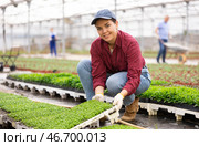Smiling female gardener swaps pallets with young deren seedlings for full formation of plant. Стоковое фото, фотограф Яков Филимонов / Фотобанк Лори