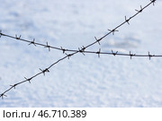 Old barbed wire on a background of snow. Barbed wire closeup. Shallow depth of field. Siberia, Russia. Стоковое фото, фотограф Андрей Степанов / Фотобанк Лори