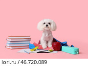 Милый мальтийский пес с яблоком и различными школьными принадлежностями на розовом фоне. Стоковое фото, фотограф Pixel_shot / Фотобанк Лори