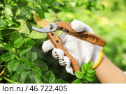 Красивая молодая женщина в перчатках с секатором обрезает ветку дерева на улице, крупный план. Стоковое фото, фотограф Pixel_shot / Фотобанк Лори