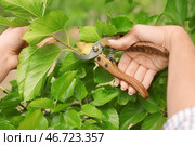 Молодая женщина с секатором обрезает ветку дерева на улице, крупным планом. Стоковое фото, фотограф Pixel_shot / Фотобанк Лори