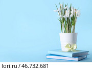 Горшок с красивыми белыми цветами крокусов и книги на синем фоне. Стоковое фото, фотограф Pixel_shot / Фотобанк Лори