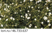 Top view of flowering plant in the family Caryophyllaceae known as common starwort, natural background. Стоковое фото, фотограф David Kashakhi / Фотобанк Лори