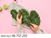 Женские руки со свежими листьями капусты кейл и лаймом на розовом фоне. Стоковое фото, фотограф Pixel_shot / Фотобанк Лори