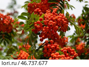 Гроздья рябины обыкновенной (Sorbus aucuparia L.) на дереве. Стоковое фото, фотограф Pukhov K / Фотобанк Лори