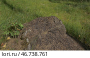 Close up view of ants on stone, Carpenter ant, Camponotus herculeanus. Стоковое фото, фотограф David Kashakhi / Фотобанк Лори