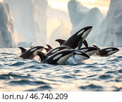 Группа косаток/ касаток охотится в море. Киты - убийцы на охоте. / Wildlife photography. A group of killer whales hunt in the ocean. National Geographic style. Стоковое AI-изображение, AI-художник Iva Noel / Фотобанк Лори