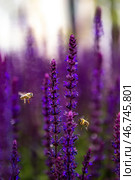 Blooming purple sage flowers in vibrant sunlight pollinated by bees. Стоковое фото, фотограф Наталья Симакова / Фотобанк Лори