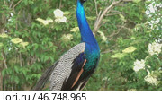 Peacocks screams on a branch in forest. Стоковое видео, видеограф Михаил Коханчиков / Фотобанк Лори